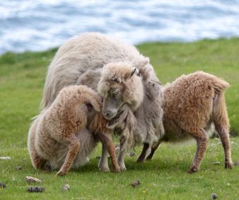 SHEEP-FAROE-TOUR-WITH-ENNIWAY